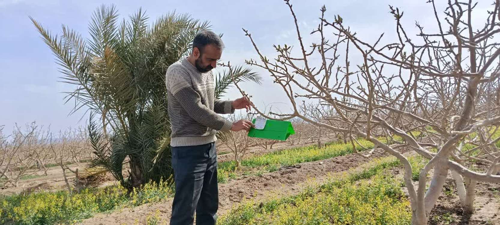 چوبخوار دق سرخ 